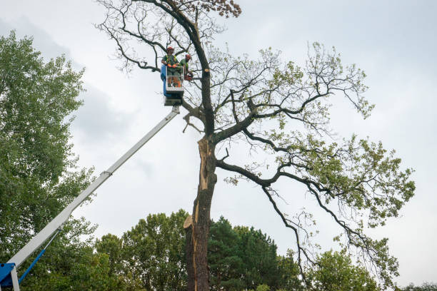 Why Choose Our Tree Removal Services in Fort Smith, AR?